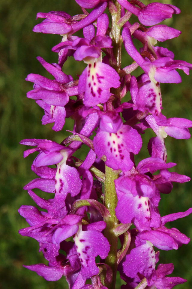 Ibrido O. mascula x O. provincialis ??