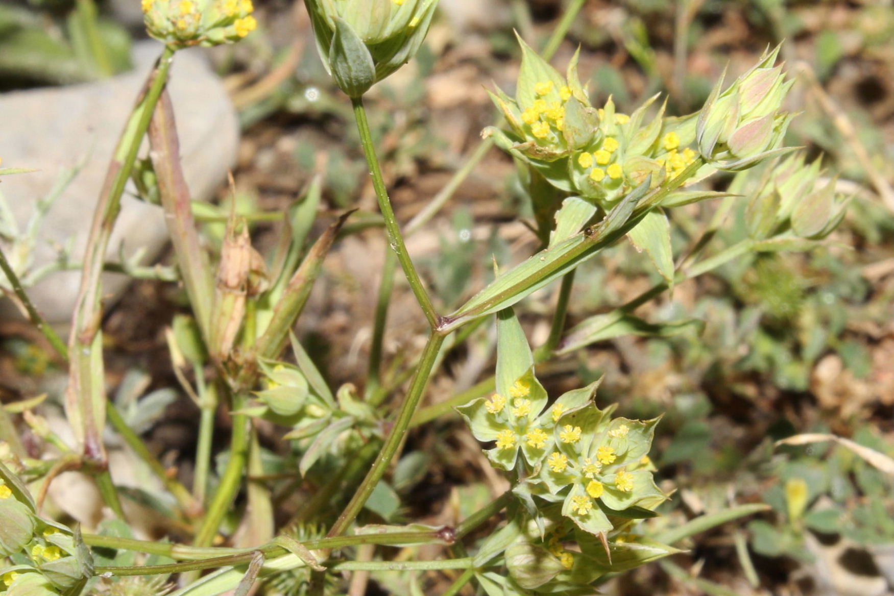 Bupleurum baldense / Bupleuro odontite