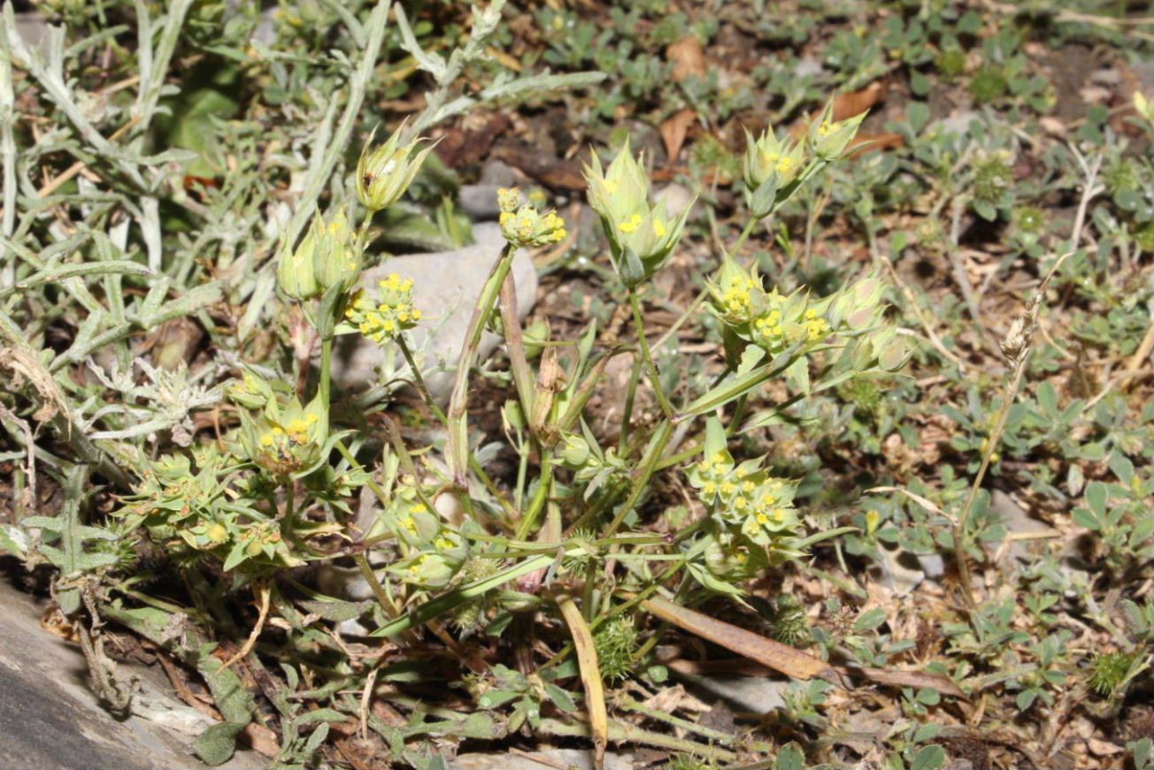 Bupleurum baldense / Bupleuro odontite