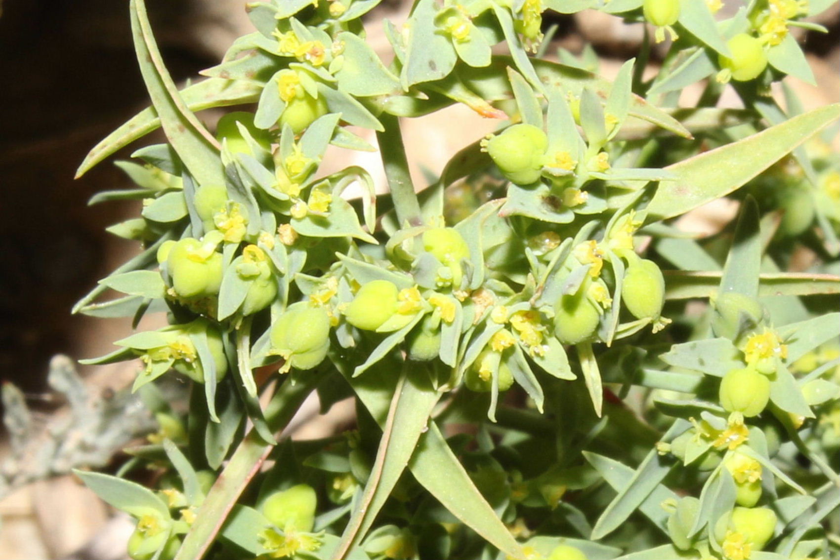 Euphorbia exigua / Euforbia sottile