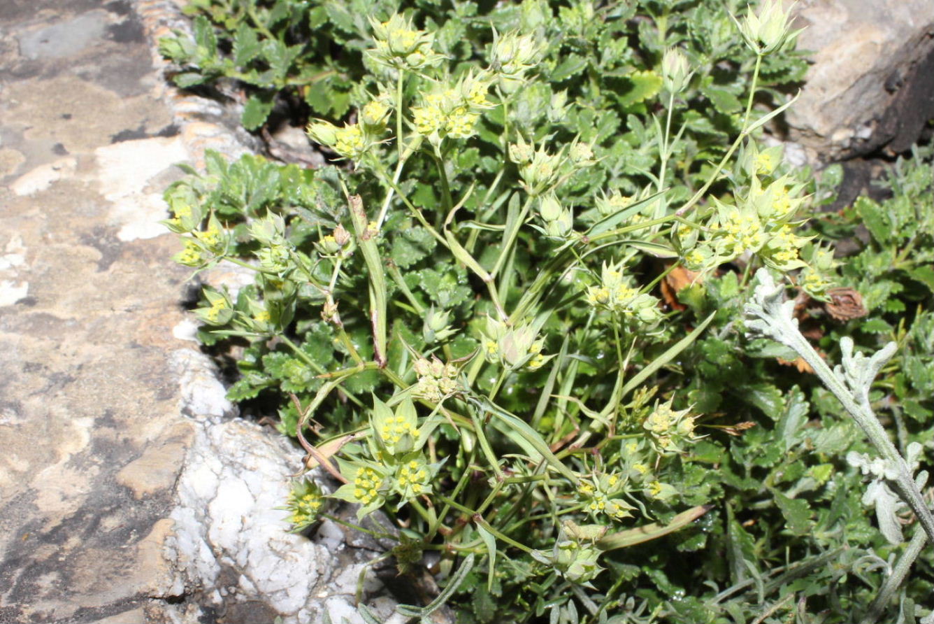 Bupleurum baldense / Bupleuro odontite