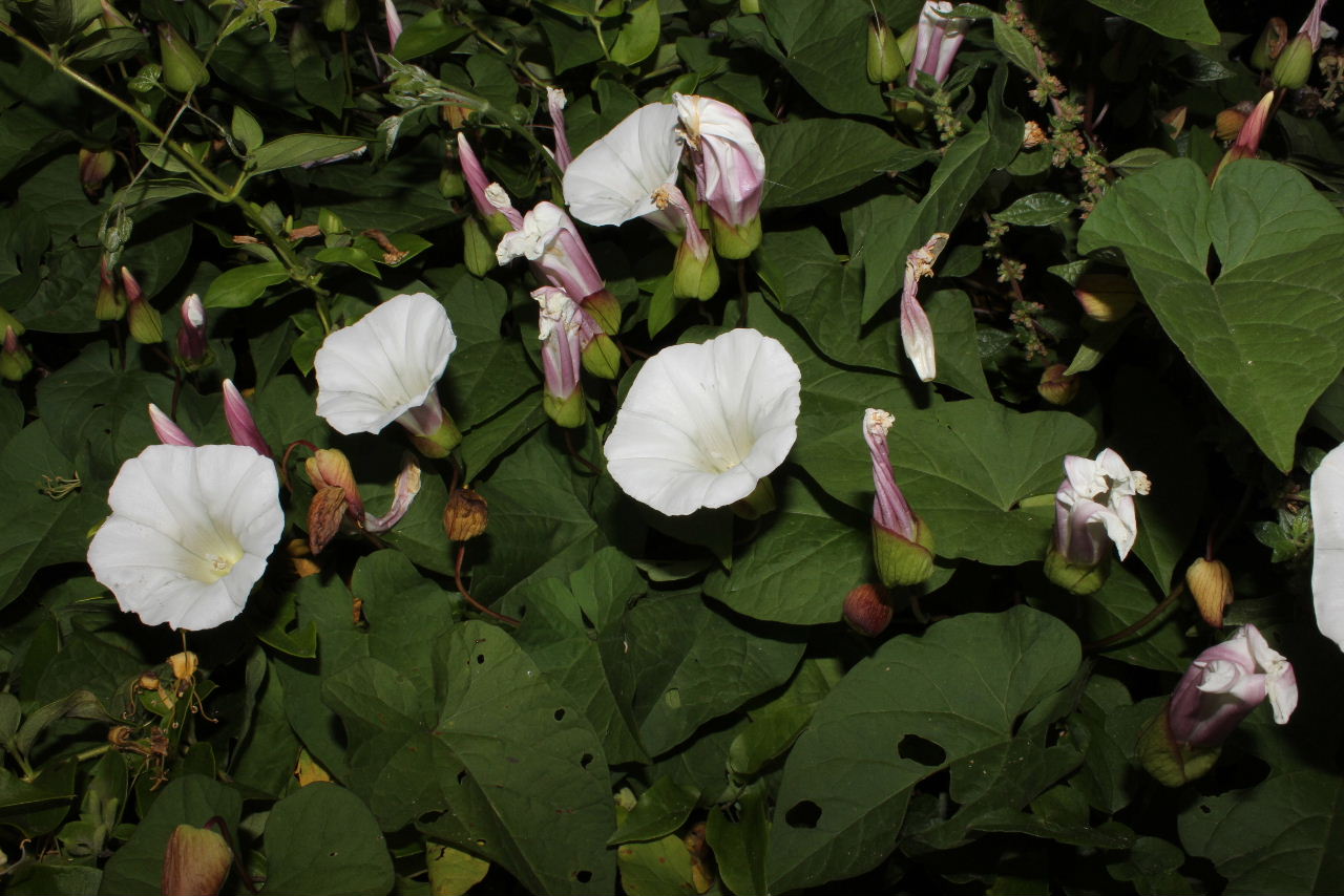 Calystegia sepium