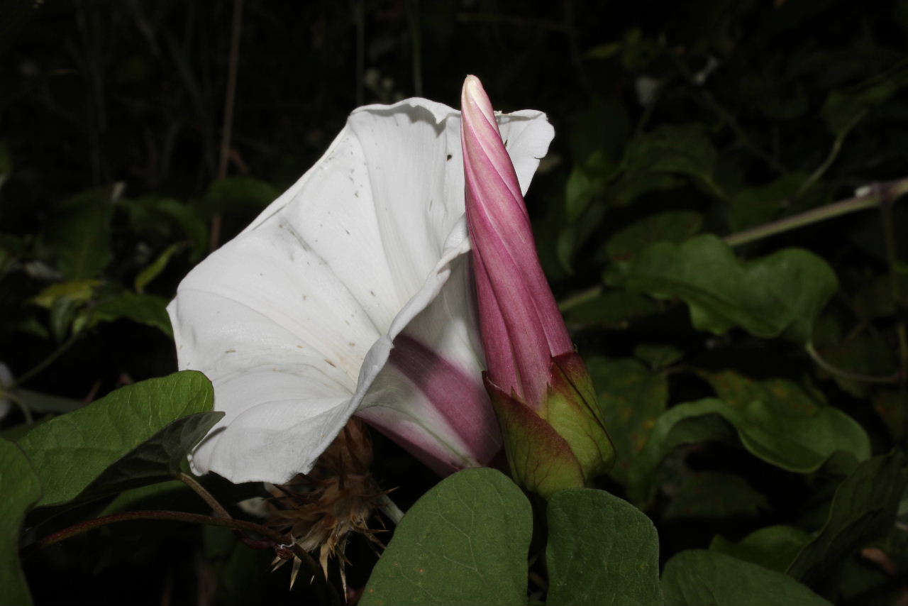 Calystegia sepium