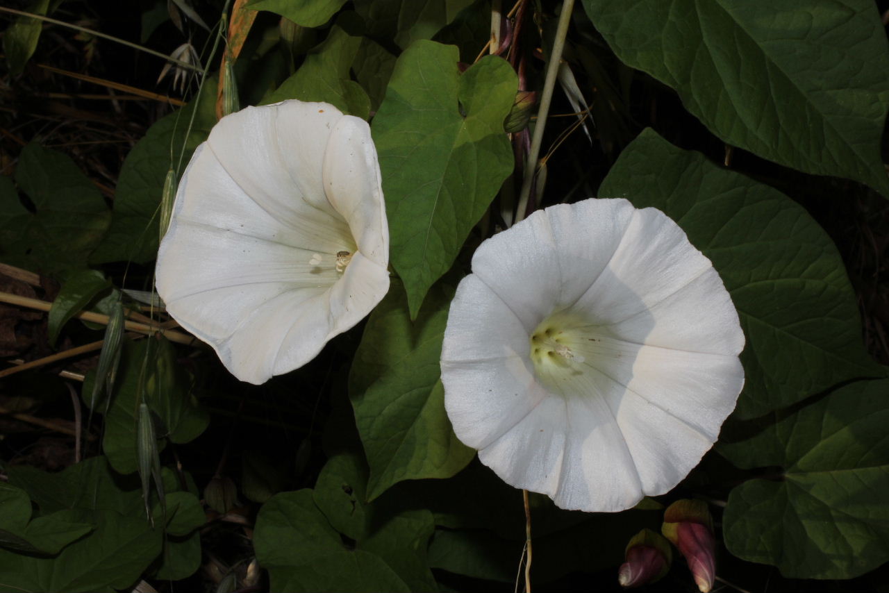 Calystegia sepium