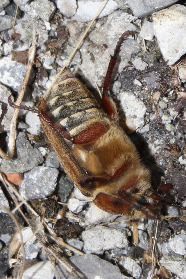 Coleoptera da determinare : Anoxia matutinalis