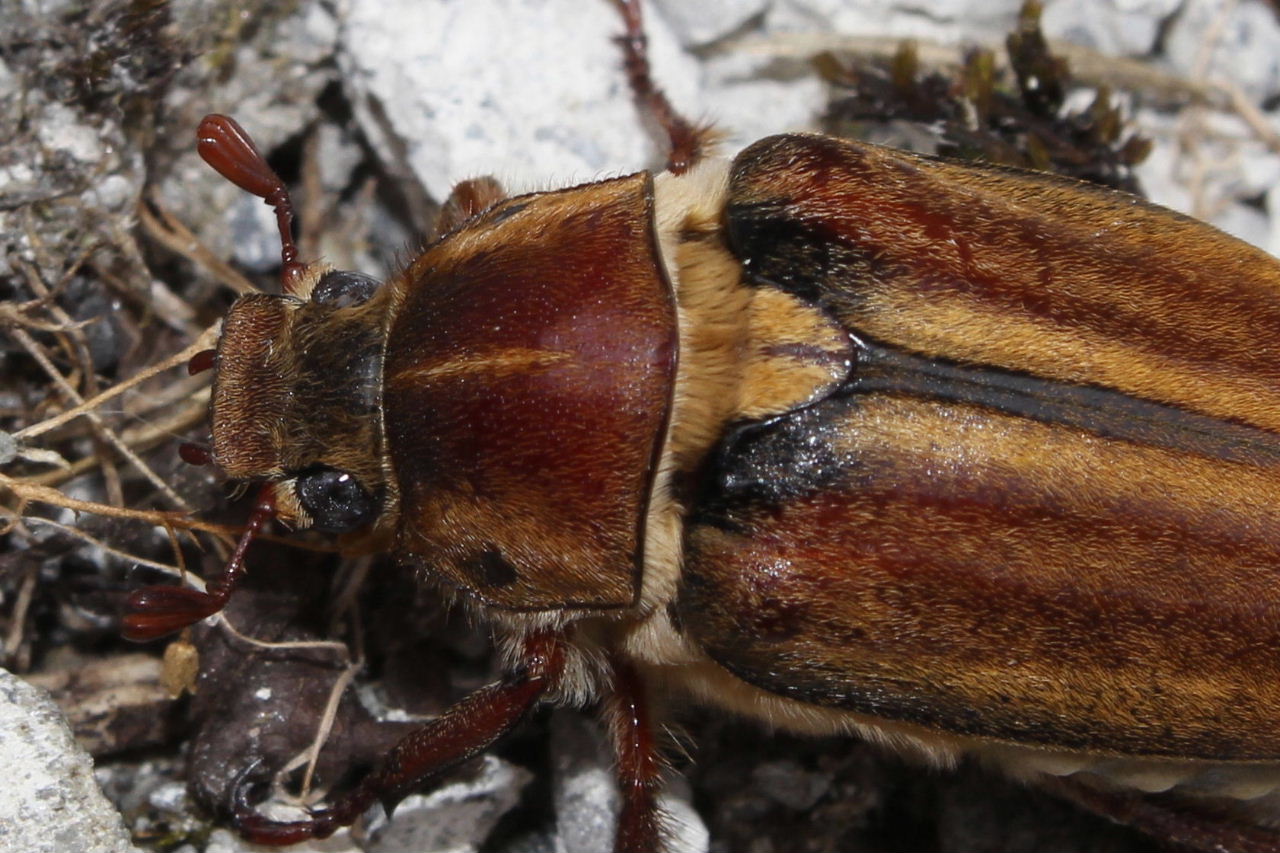 Coleoptera da determinare : Anoxia matutinalis