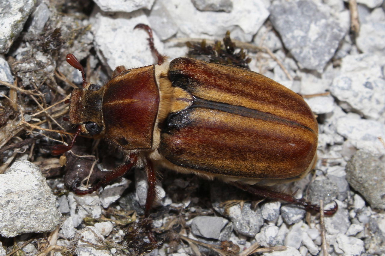 Coleoptera da determinare : Anoxia matutinalis