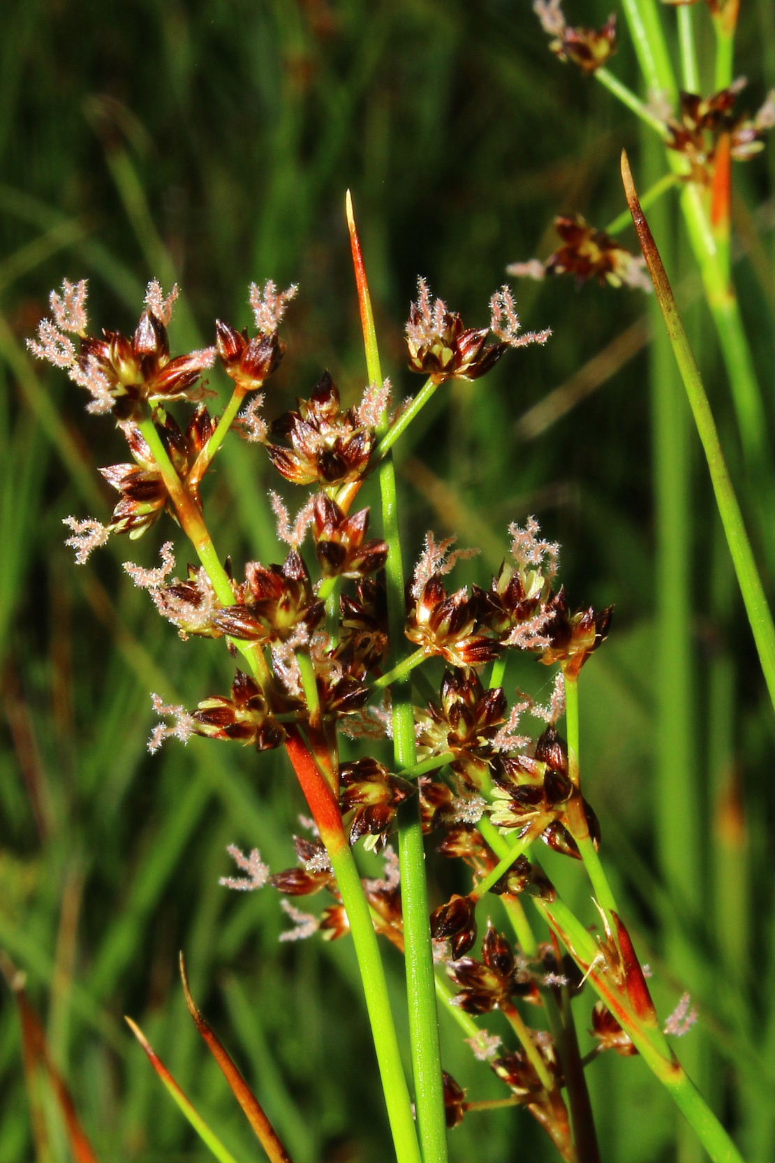 Juncus cfr. articulatus