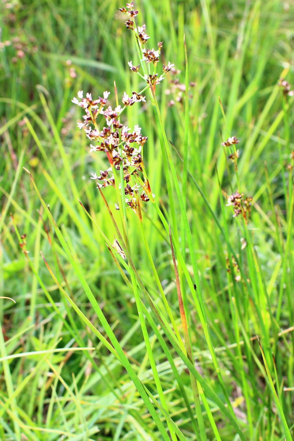 Juncus cfr. articulatus