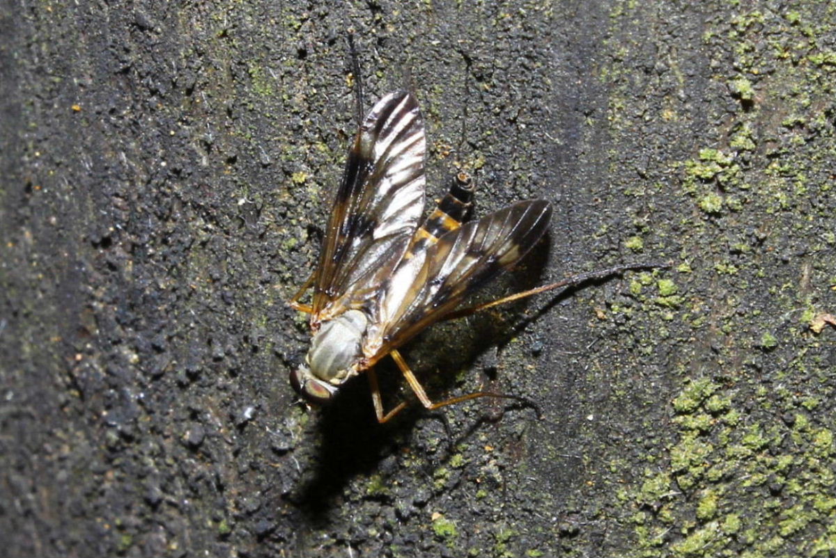 Diptera da determinare