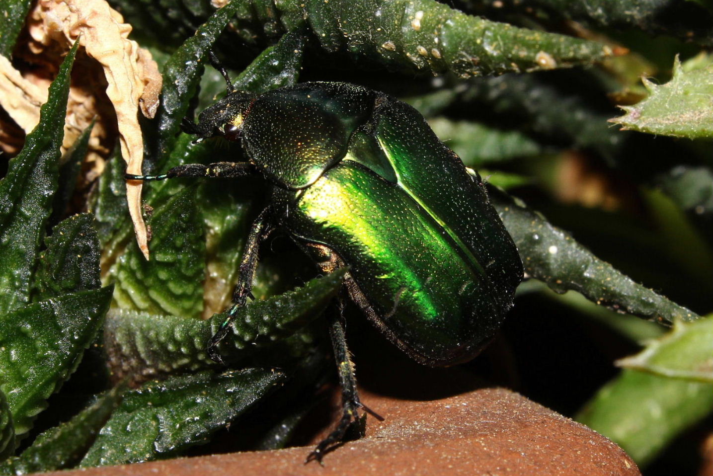 Cetoniidae da determinare: Cetonia aurata pisana