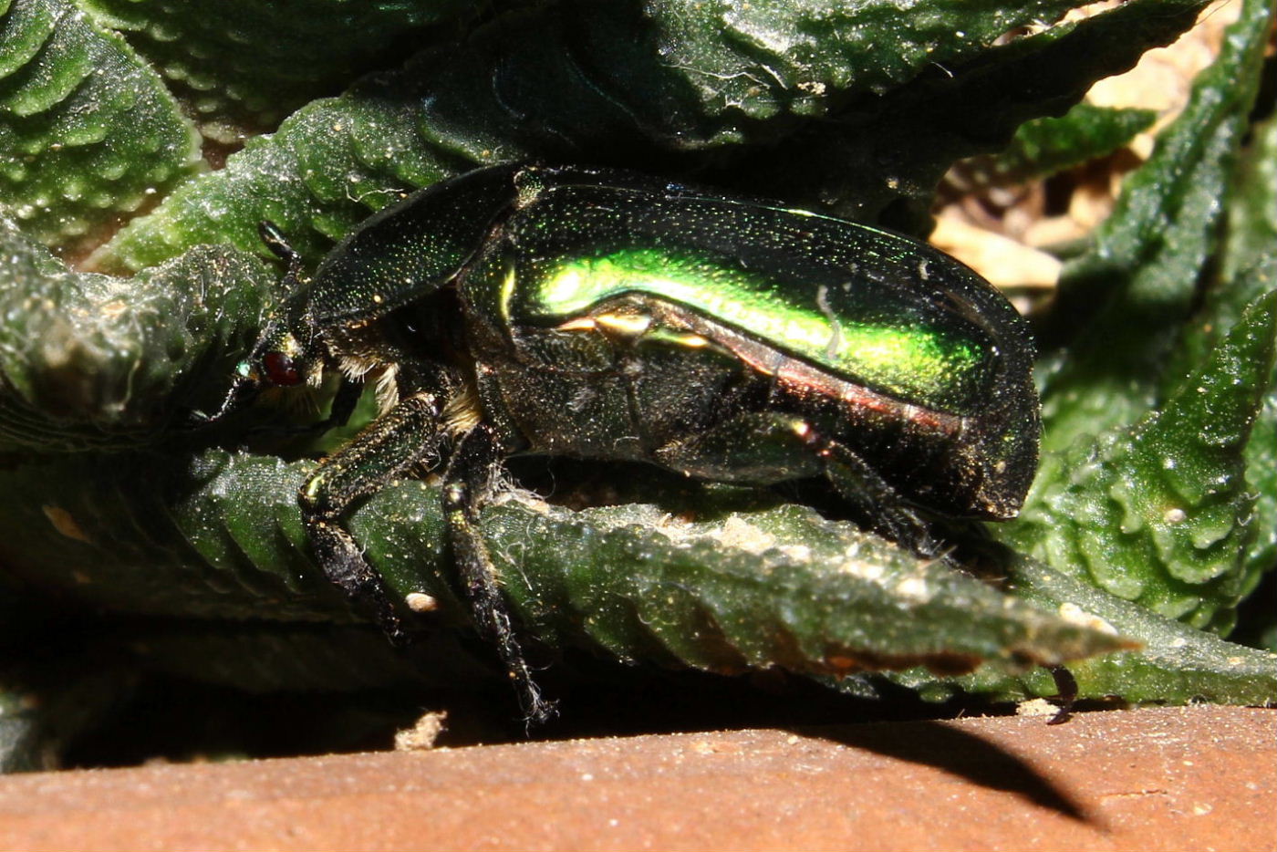 Cetoniidae da determinare: Cetonia aurata pisana