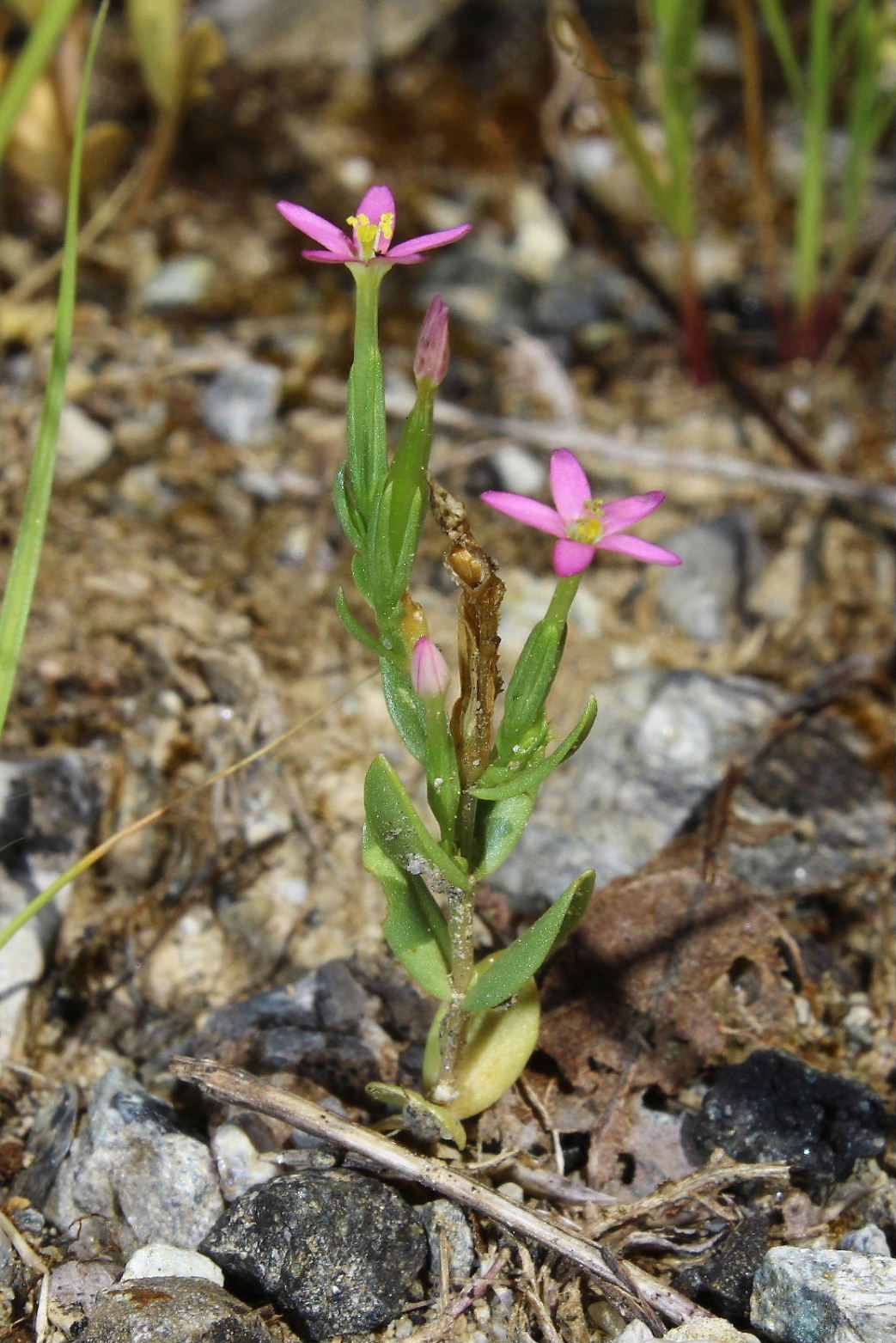 Centaurium pulchellum / Centauro elegante