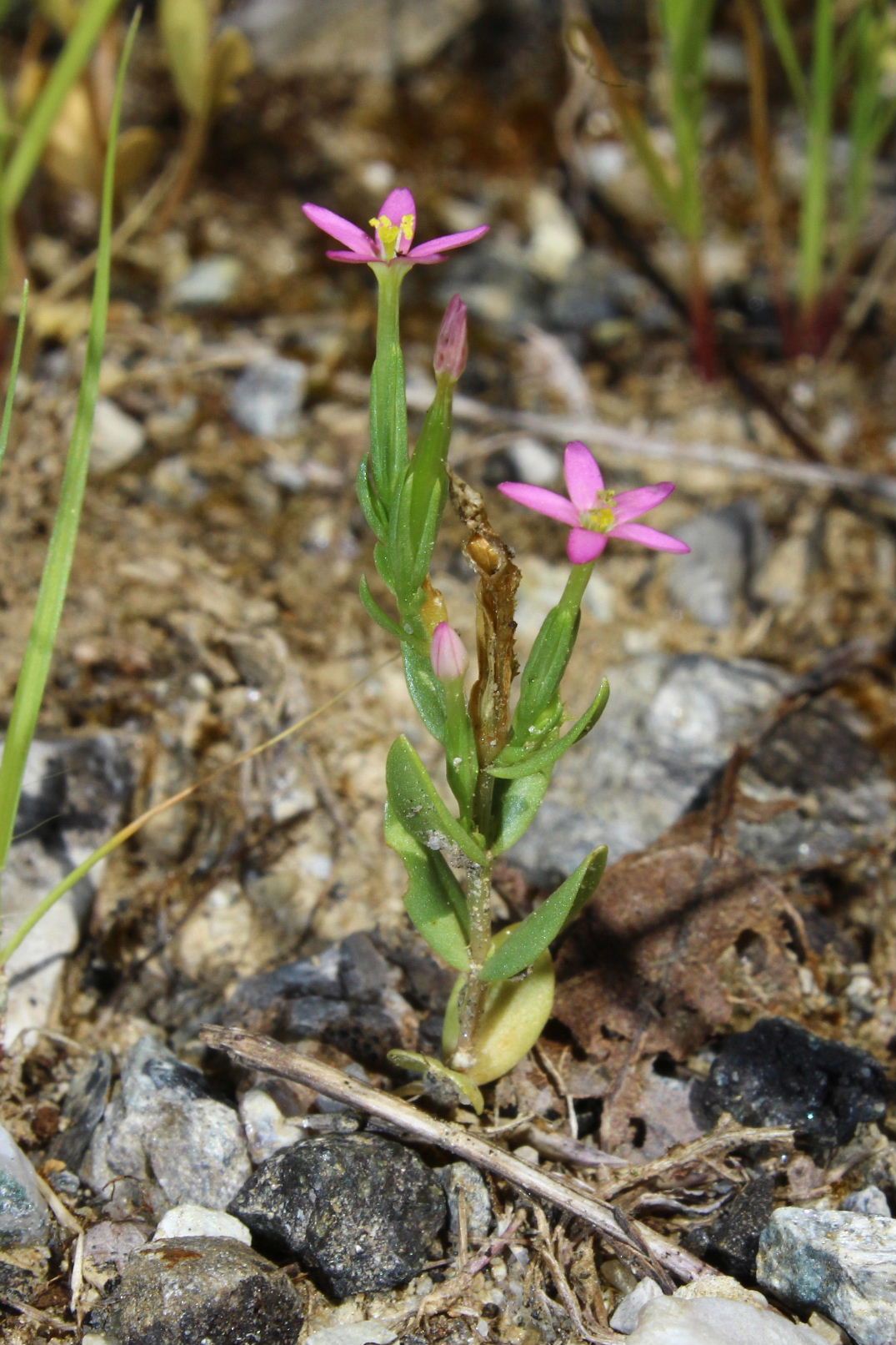 Centaurium erythraea