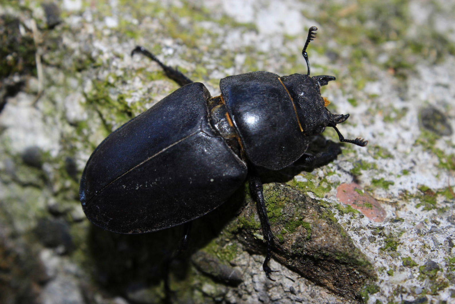 Coleottero da determinare: Lucanus cervus