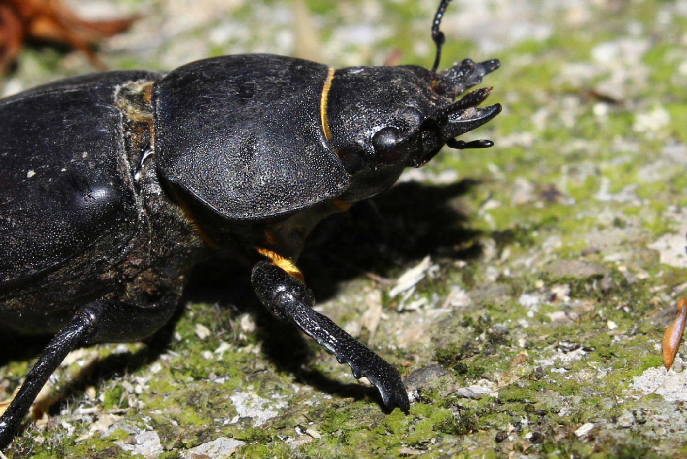 Coleottero da determinare: Lucanus cervus