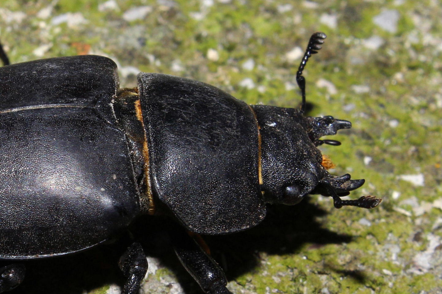 Coleottero da determinare: Lucanus cervus