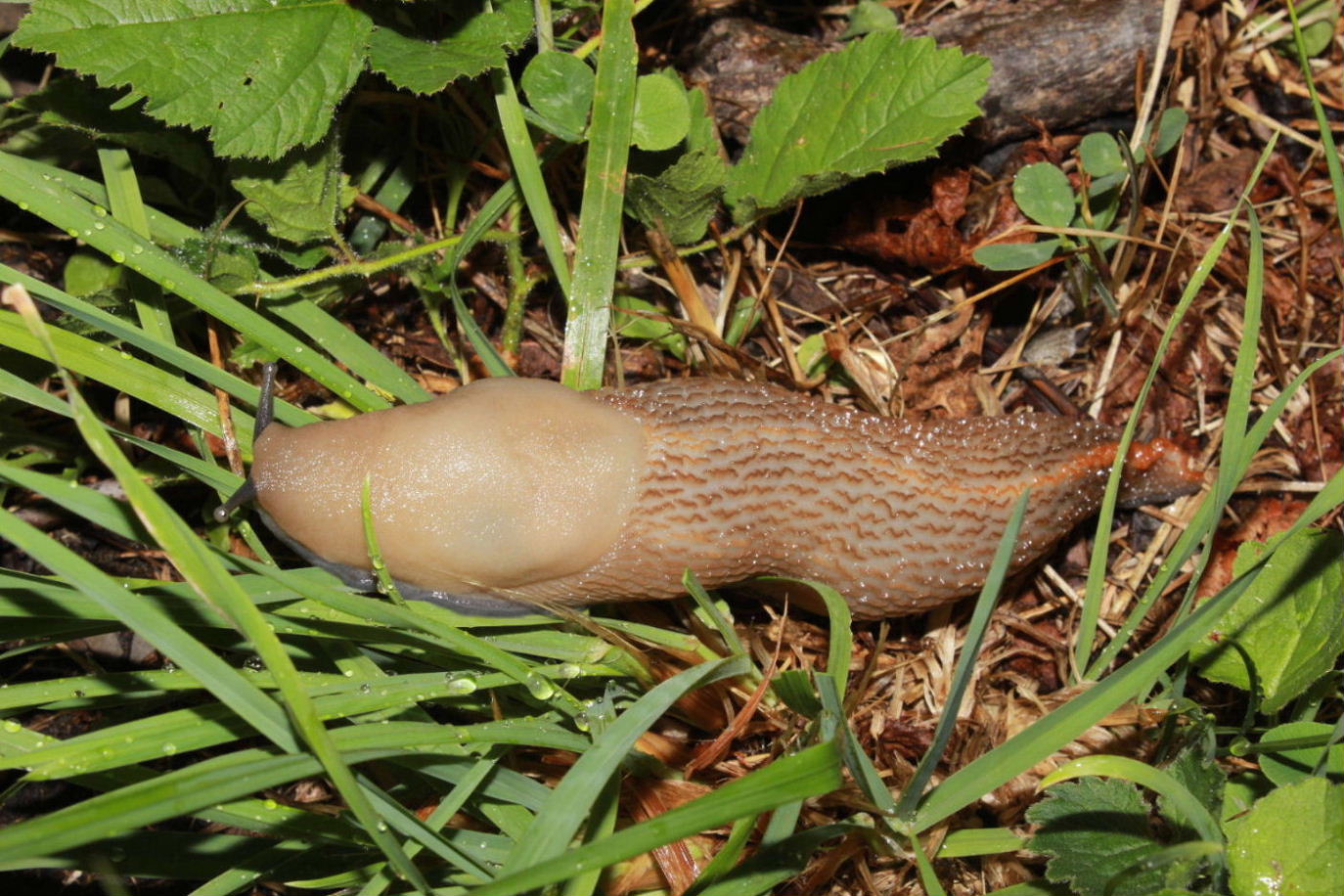 Limax dacampi da Pentema (GE)