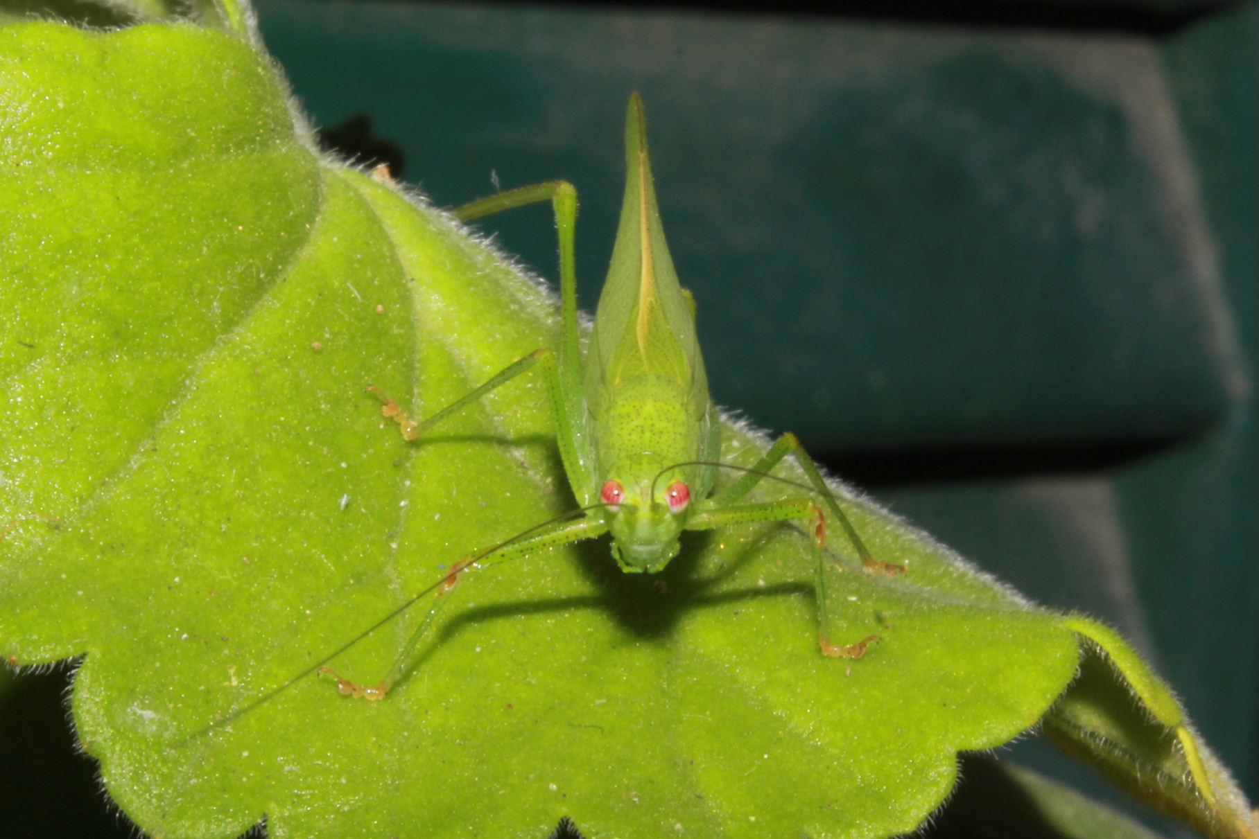 Phaneroptera da determinare ???