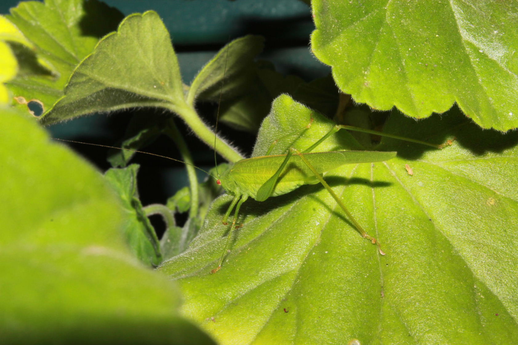 Phaneroptera da determinare ???