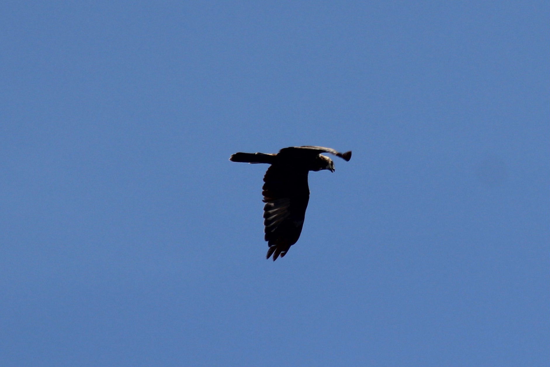 Rapace da determinare