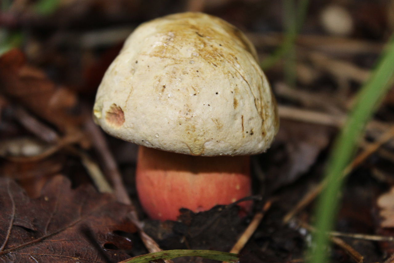 Boletus da determinare -3