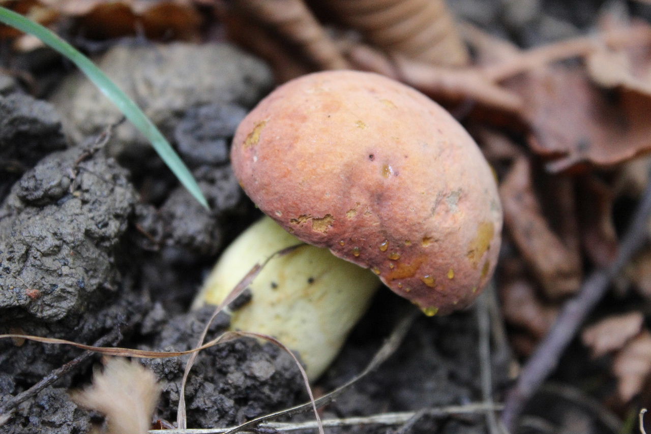 Boletus da determinare -7