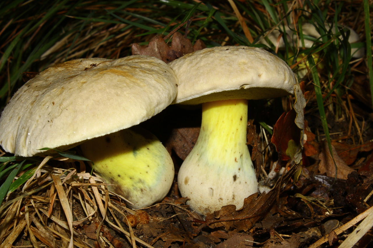 Boletus da determinare -4