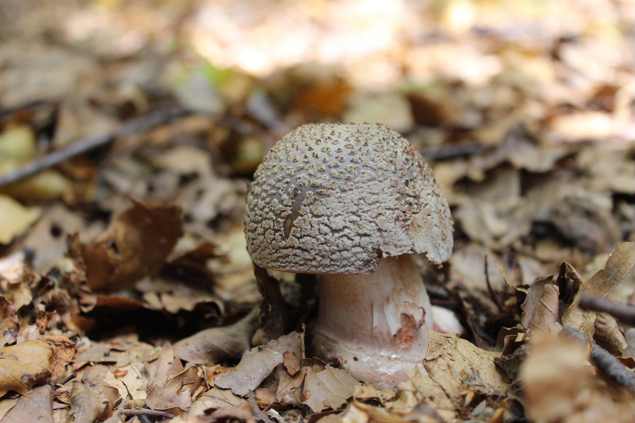 Amanita da determinare-1