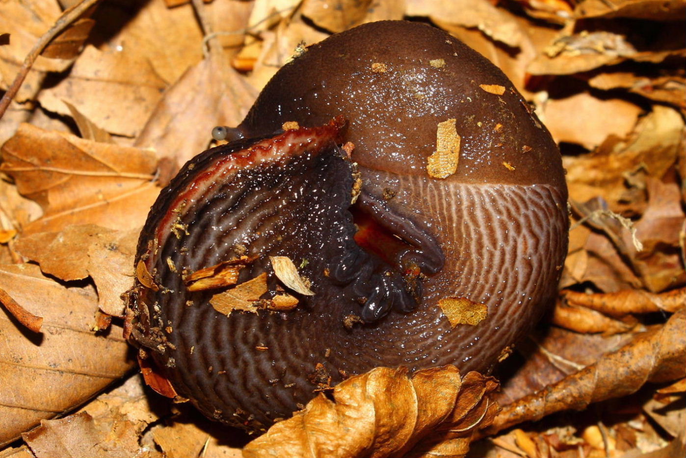 Il solito dubbio L.dacampi o doriae - monte Beigua (SV)