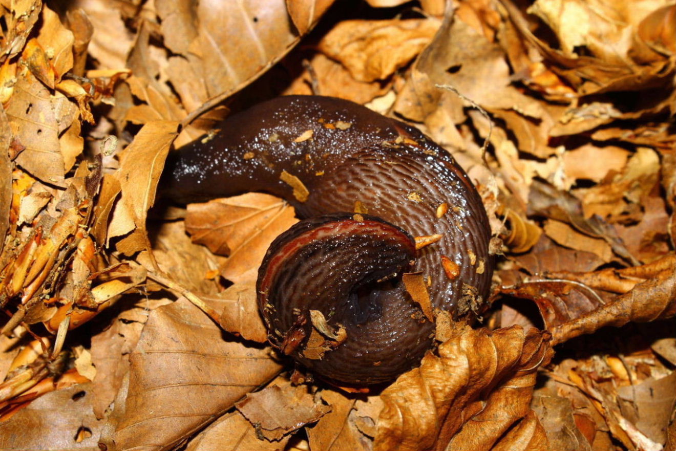 Il solito dubbio L.dacampi o doriae - monte Beigua (SV)
