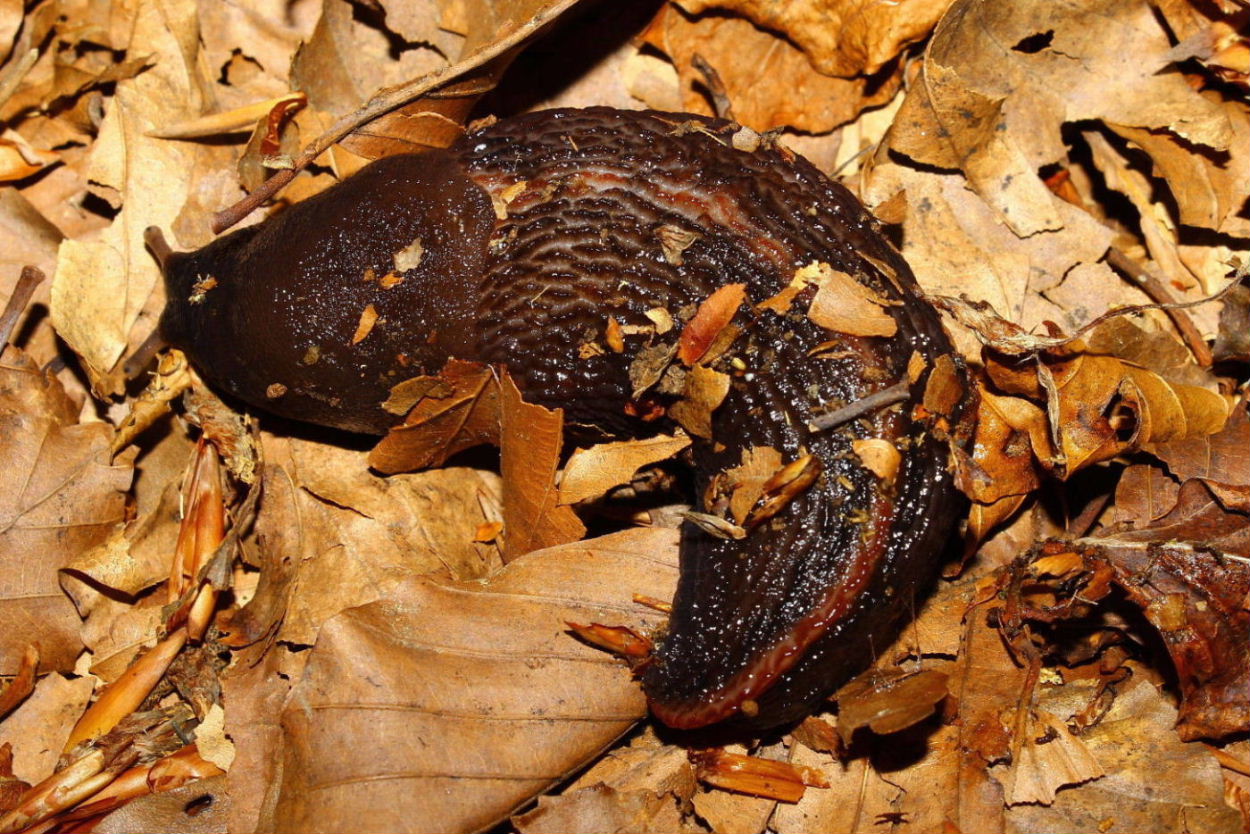 Il solito dubbio L.dacampi o doriae - monte Beigua (SV)
