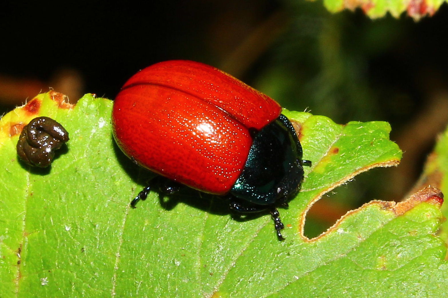 Chrysomelidae da determinare: cfr. Crysomela populi