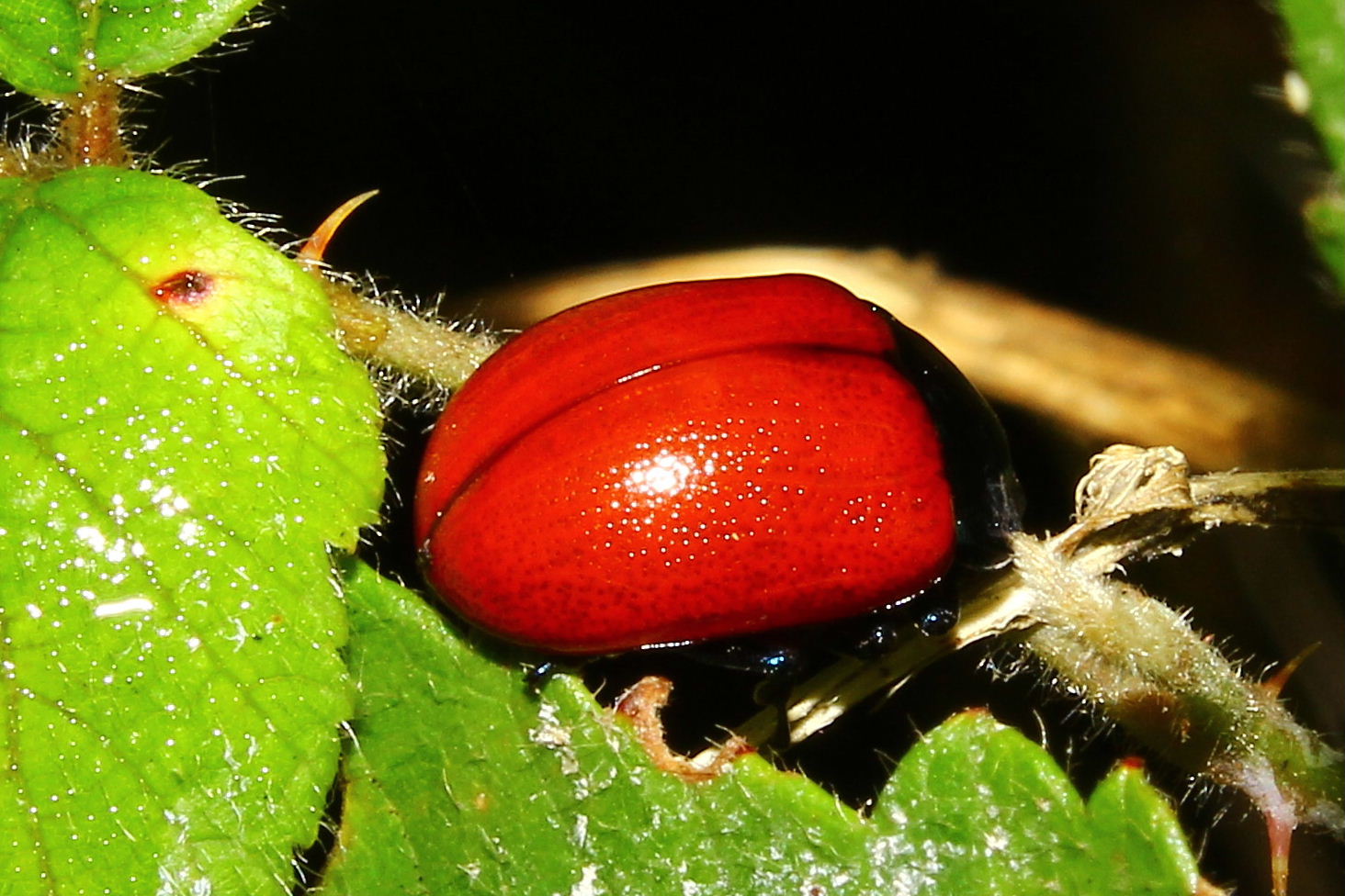 Chrysomelidae da determinare: cfr. Crysomela populi