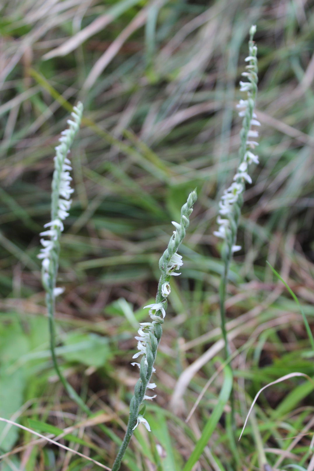 Spiranthes spiralis-Genova