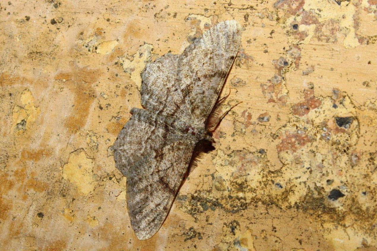 Geometridae da determinare-2