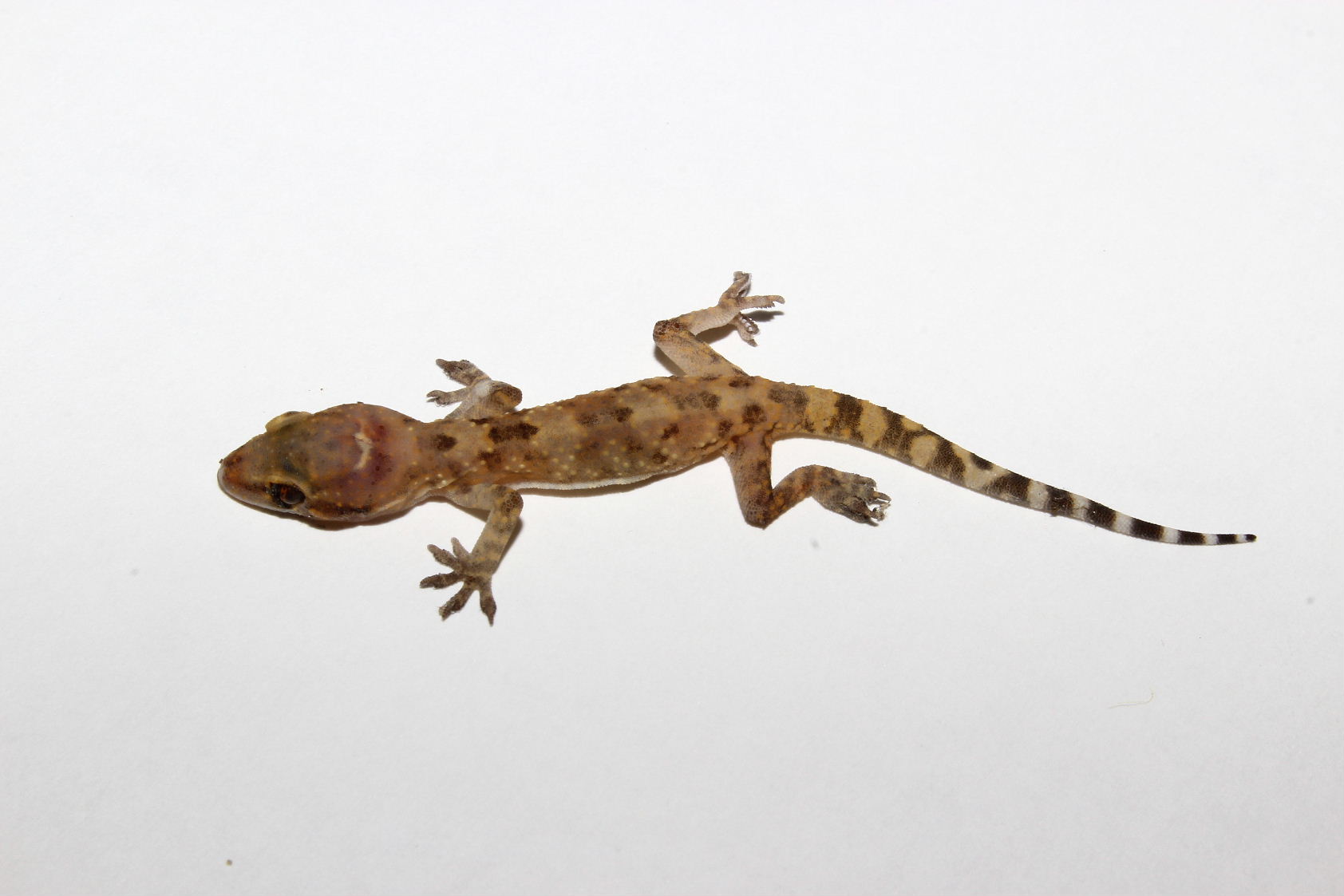 Hemidactylus turcicus