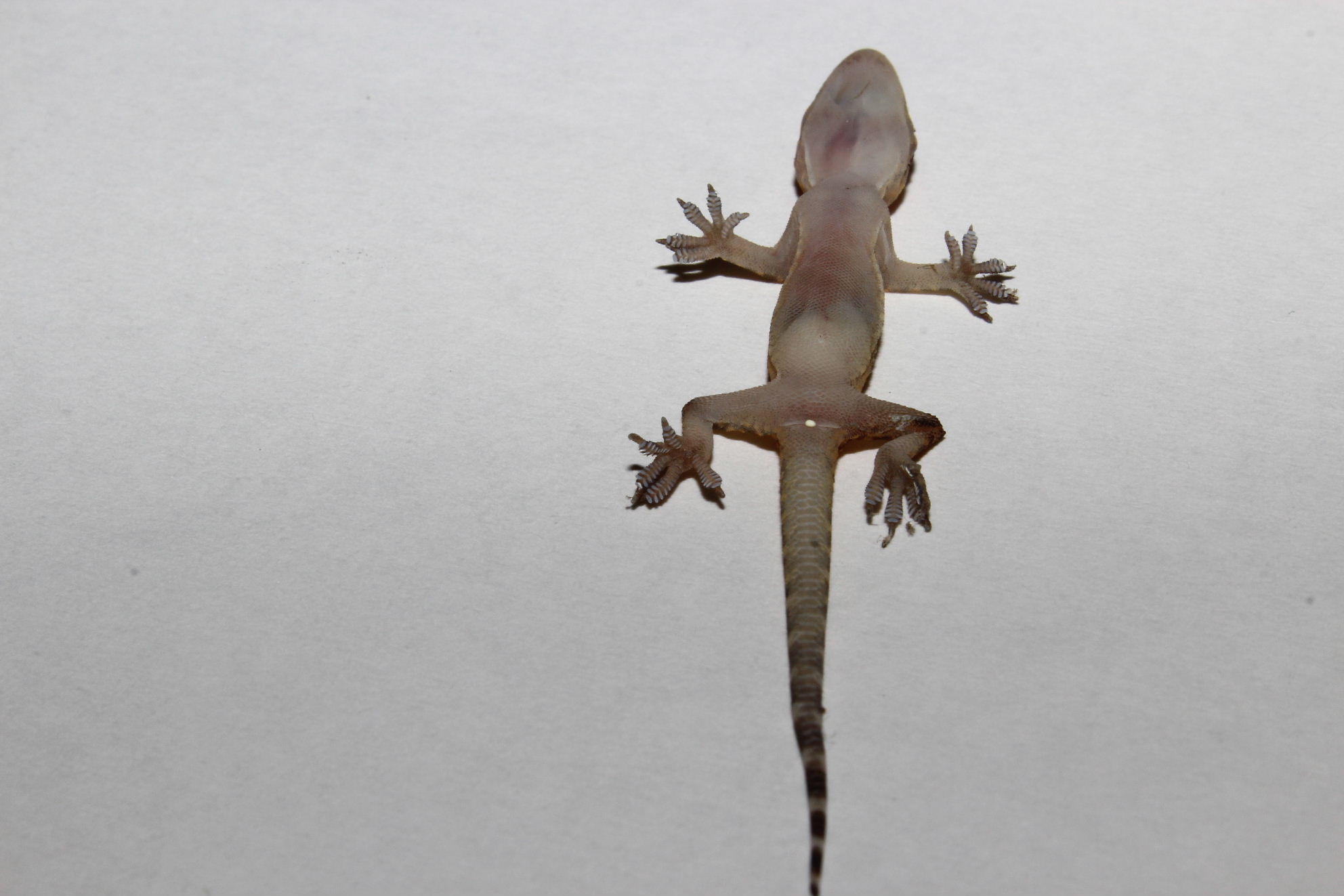Hemidactylus turcicus