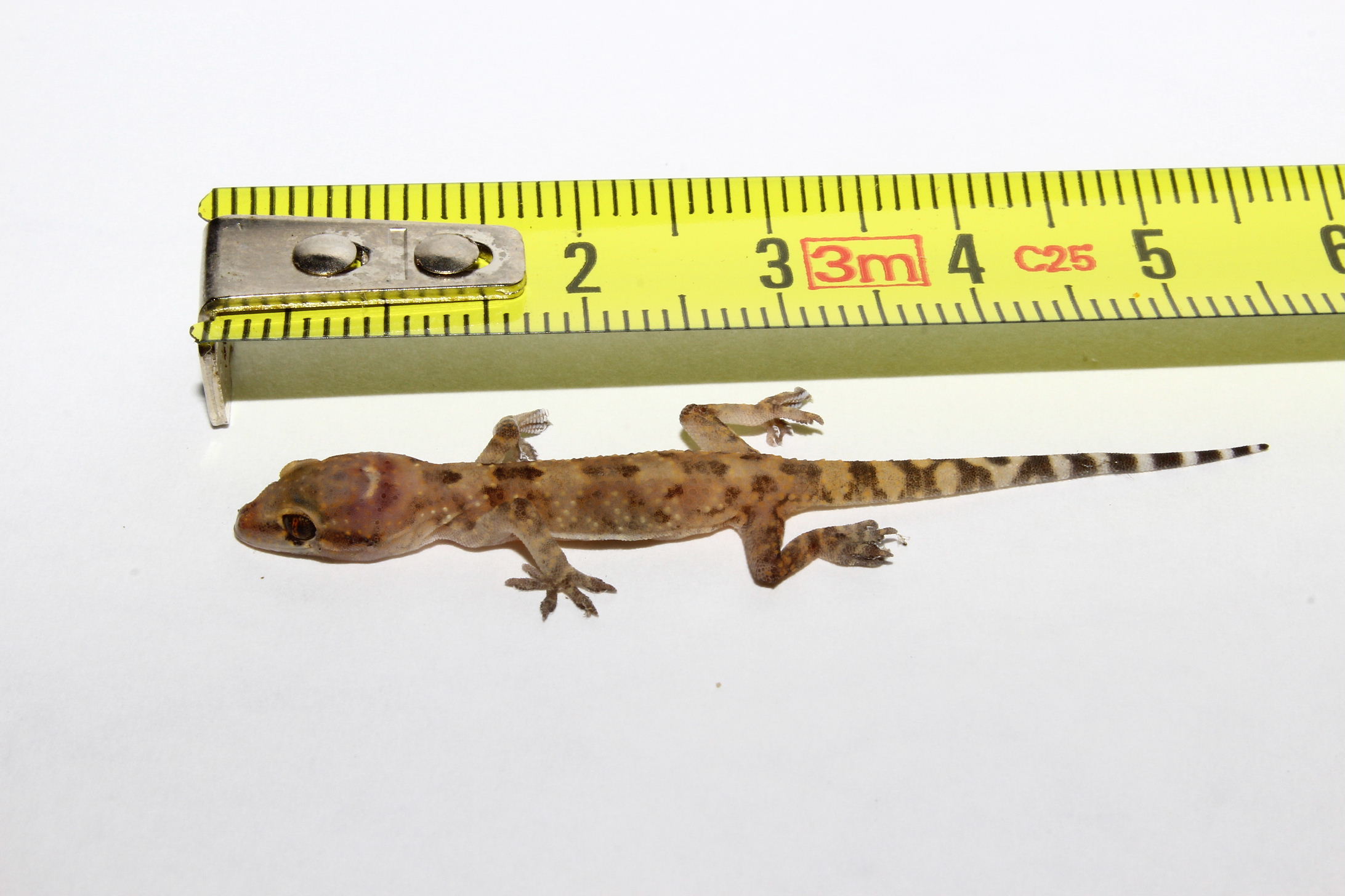 Hemidactylus turcicus