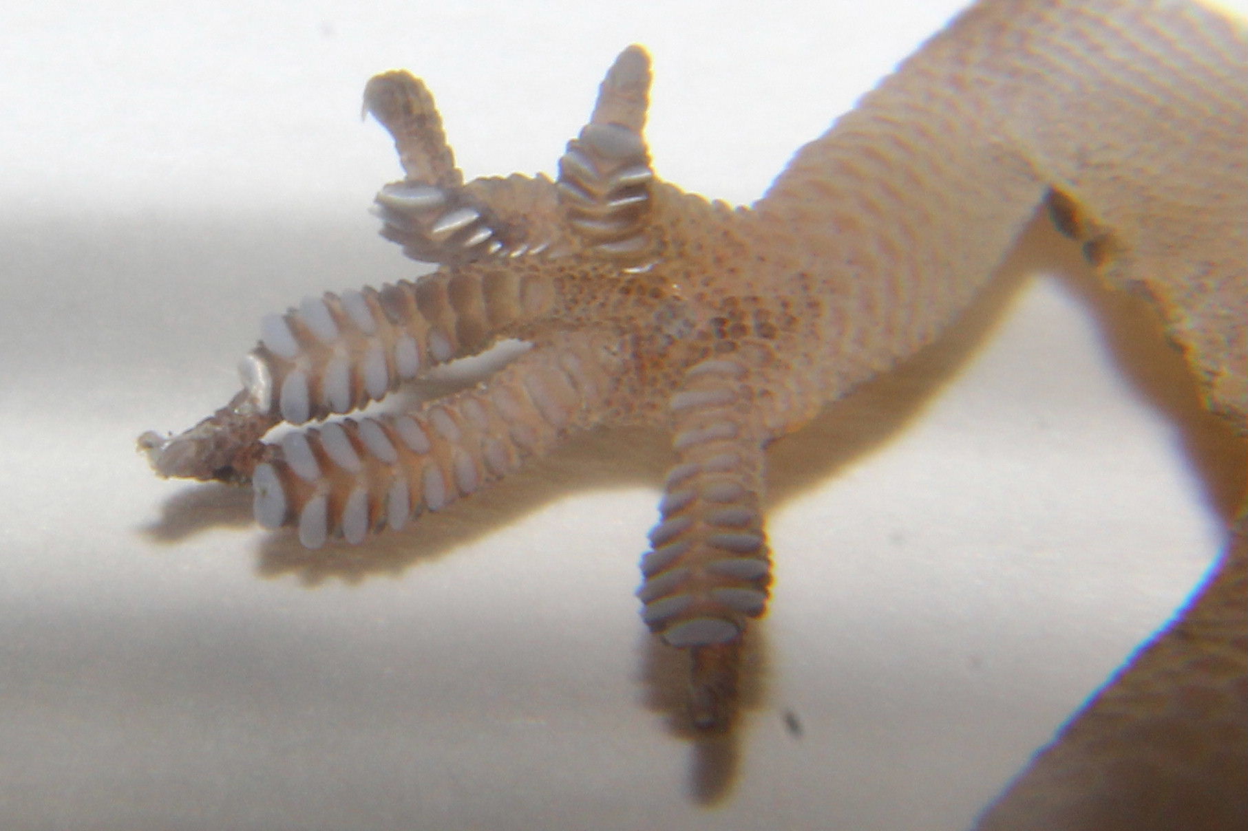 Hemidactylus turcicus