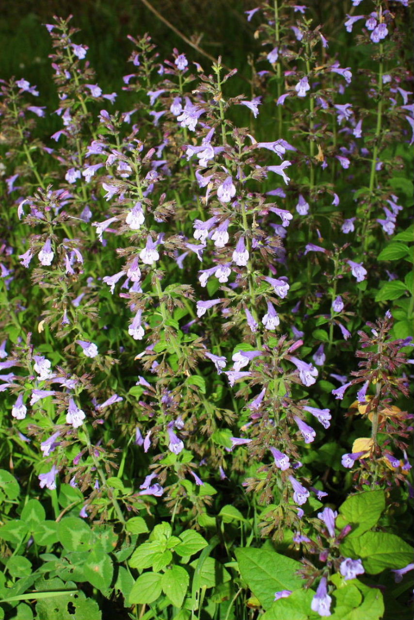 Lamiacea - Clinopodium nepeta