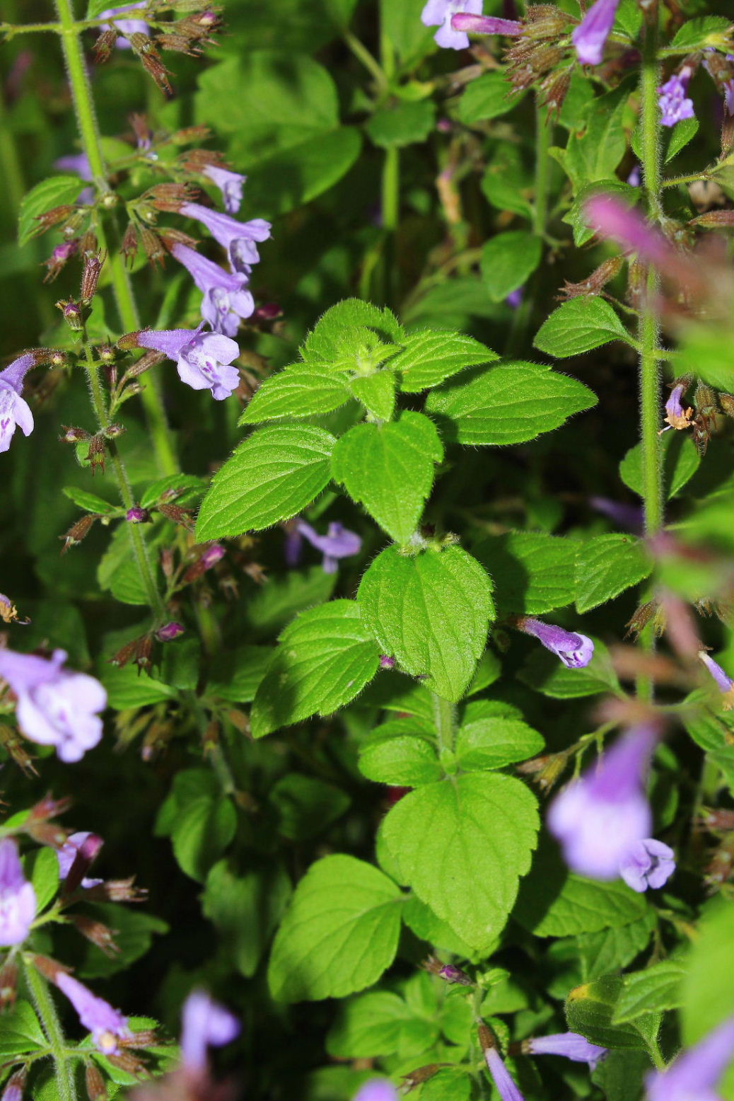 Lamiacea - Clinopodium nepeta