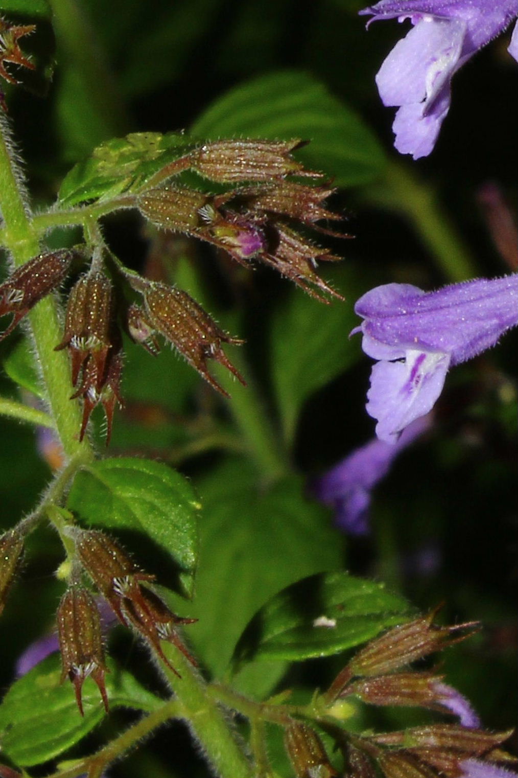 Lamiacea - Clinopodium nepeta