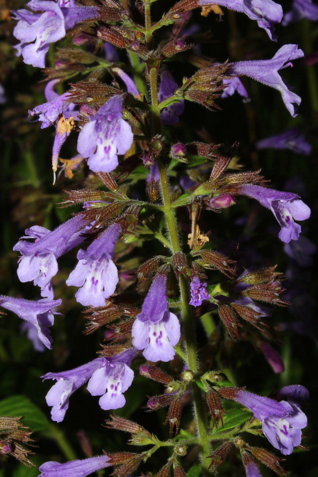 Lamiacea - Clinopodium nepeta