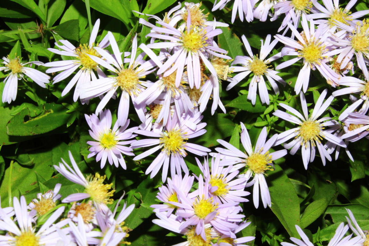 Symphyotrichum novi-belgii / Astro americano