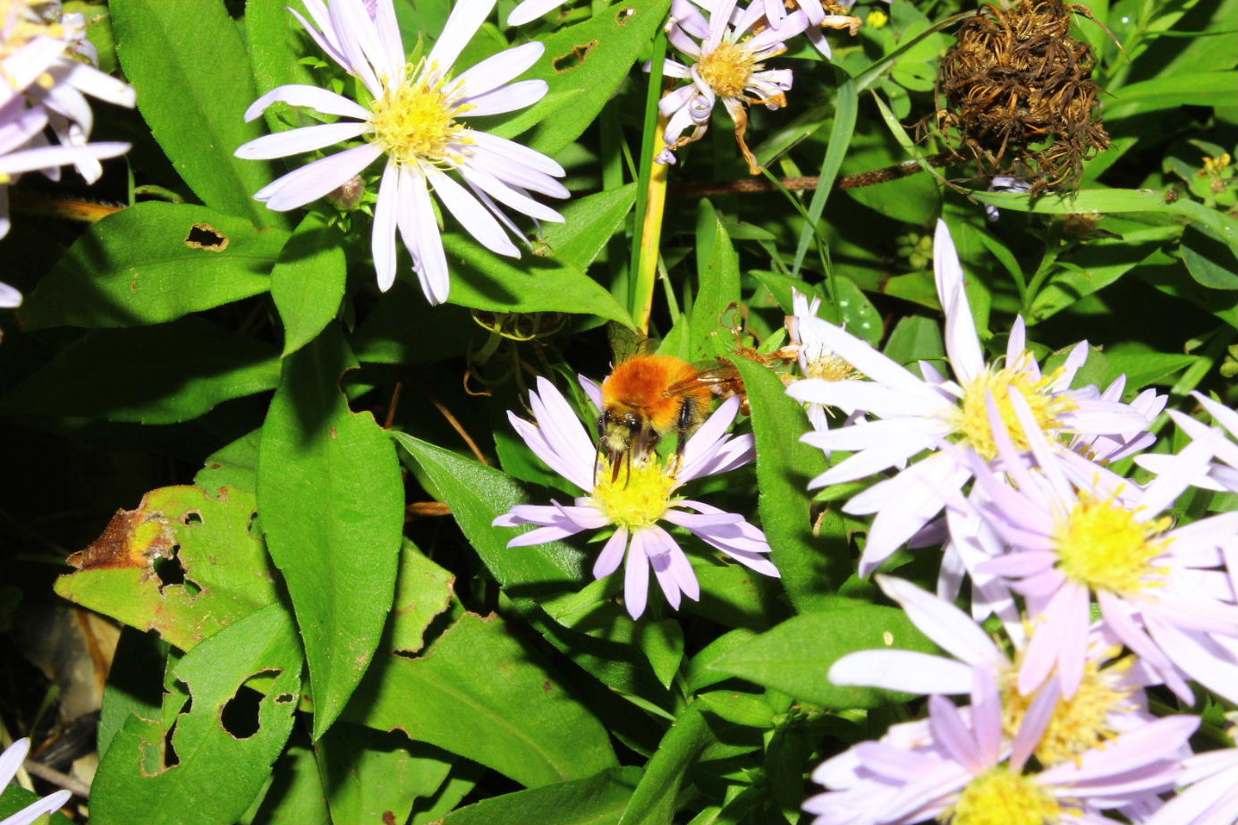 Symphyotrichum novi-belgii / Astro americano