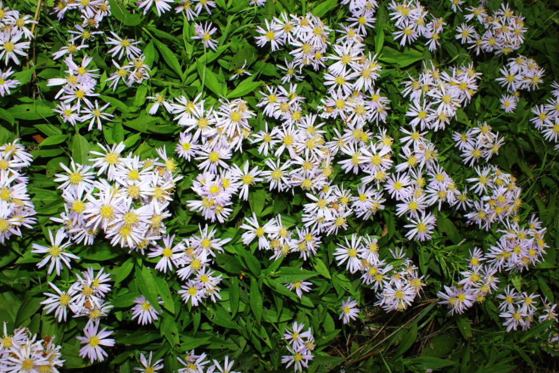 Symphyotrichum novi-belgii / Astro americano