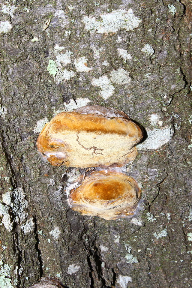 Lignicolo da determinare-3