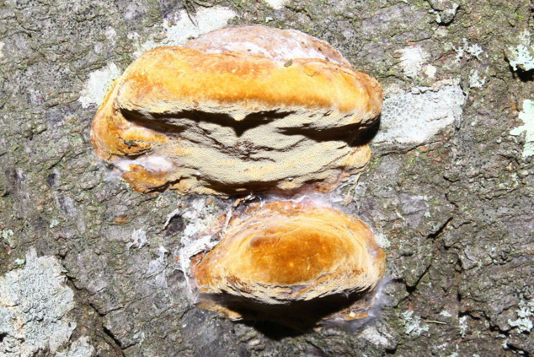 Lignicolo da determinare-3