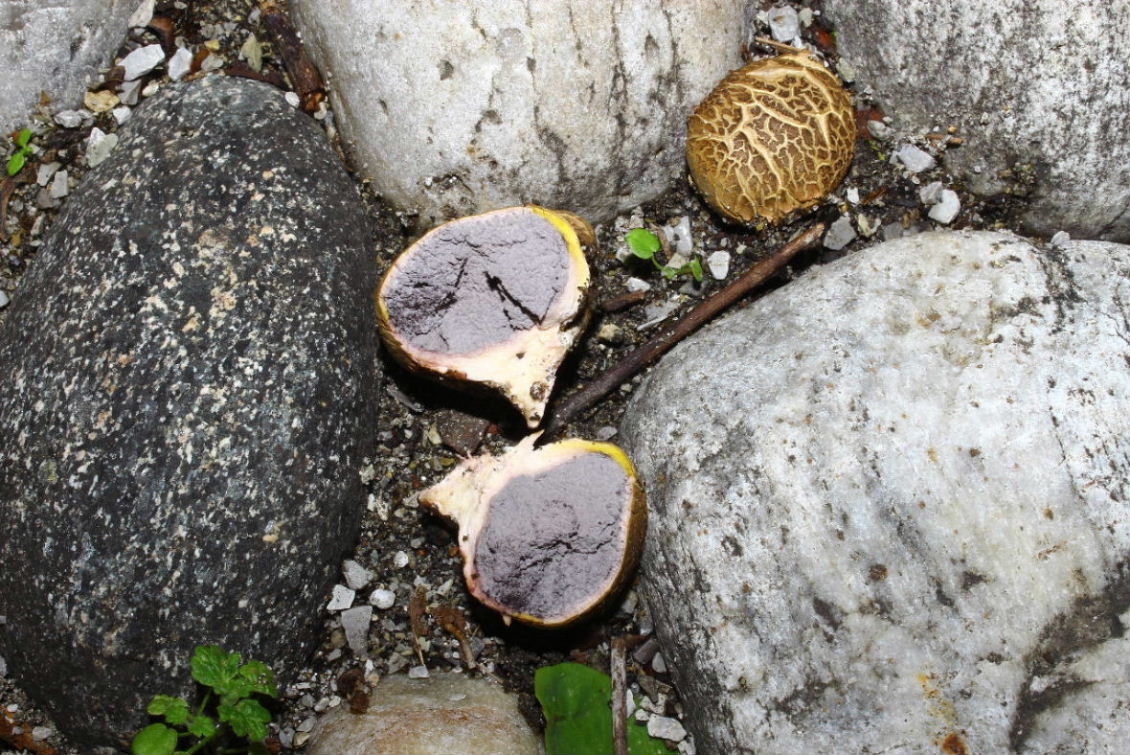 Fungo da determinare-3